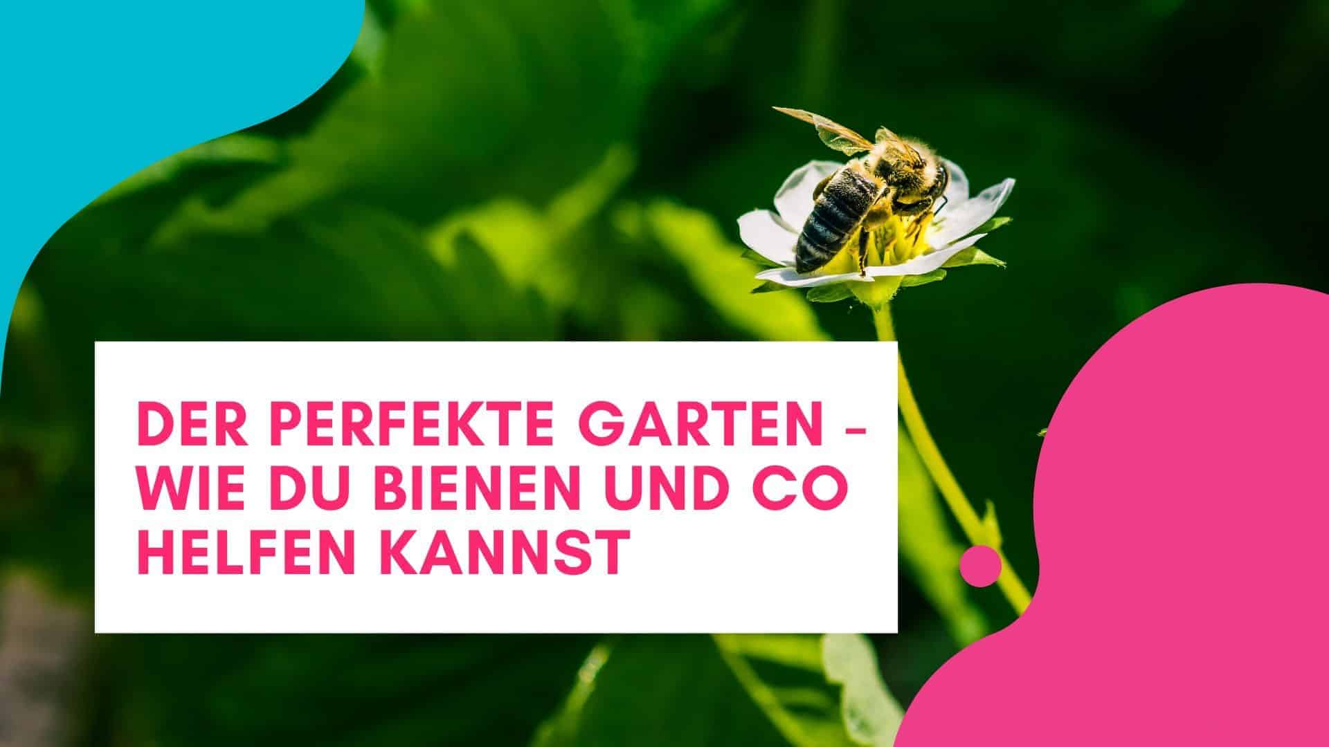 Der perfekte Garten – wie du Bienen und Co helfen kannst